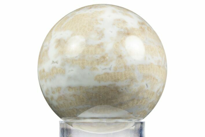 Polished Agatized Fossil Coral Sphere - Indonesia #311530